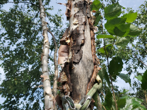 484139811_9479711735385273_1475187152339387804_n