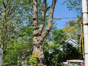 484555063_1629534551249564_8754865999414937893_n